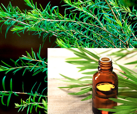 Quelle huile utiliser pour l'acné ? L'huile de théier (ou tea tree oil en anglais)
