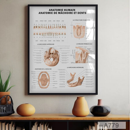 Tableau encadré au Maroc : Anatomie humaine mâchoire & dents - Science dentaire, décoration cabinet medical & dentaire & orthopédiste à prix abordable