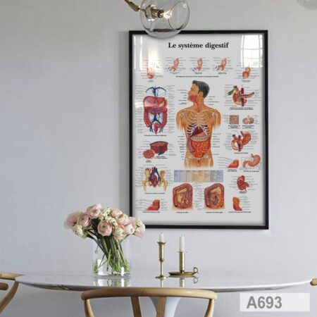 Tableau mural décoratif : Anatomie système digestif, bureau & cabinet medical - Médecin gastrologue - Affiche Pathologie humaine