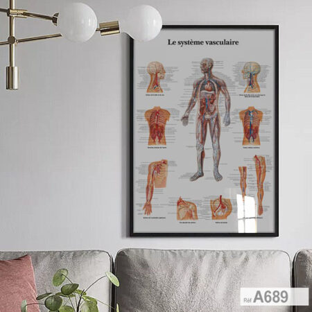 Poster le corps humain, Anatomie du système vasculaire, tableau décoratif pour cabinet médical & Bureau Médecin - vente au Maroc
