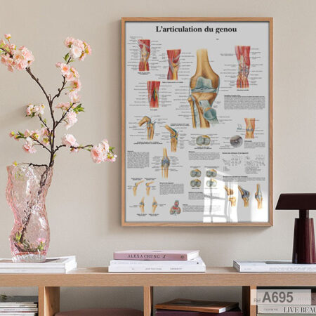 Tableau d'articulation du genou : Anatomie & pathologies décor santé & médecin orthopédiste & kinésithérapie, prix Promo - Maroc