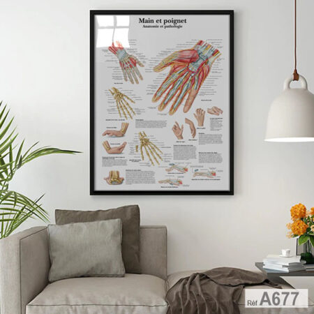 Affiche Anatomique : Main et Poignet, Tableau décoration pour cabinet kinésithérapie et médical encadré au Marco