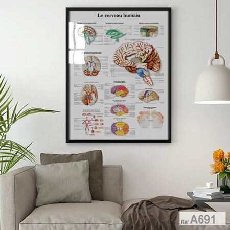 Tableau mural : Anatomie cerveau humain décor bureau & cabinet de santé & médecin neurologie, prix Promo depuis Le Maroc - Casablanca