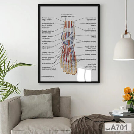 Affiche Anatomie Anatomie du pied, muscles extenseurs, tendons et nerfs : Tableau décoratif cabinet médical & bureau médecin