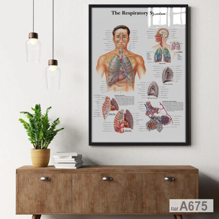 Affiche Système Respiratoire Humain, Tableau décoration Anatomie pour cabinet médical - pneumologue à Rabat