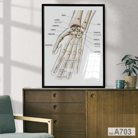Tableau mural: Anatomie des os de la main du carpe, décoration murale cabinet medical