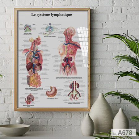 Affiche du Système Lymphatique : Tableau décoration Anatomie pour bureau, cabinet & salle d'attente clinique au Maroc