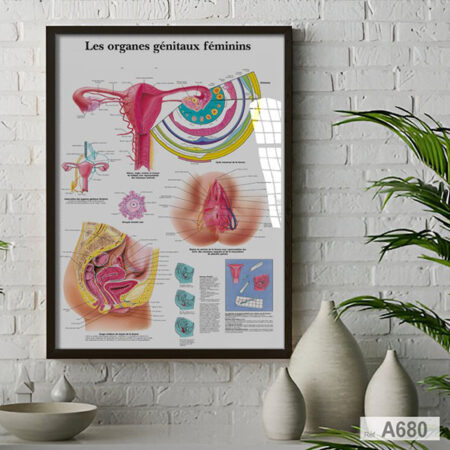 Tableau Anatomie Organes Génitaux Féminins - Poster Médical Éducatif, médecin Gynécologue, livraison vers Marrakech, Rabat, Tanger.. et tout le Maroc