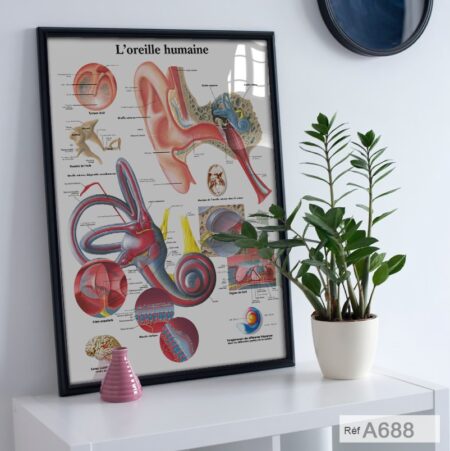 corps humain, Anatomie L'oreille humaine, tableau décoratif cabinet médecin audiologiste - Vente Affiche scientifique Maroc