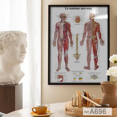 Tableau décor mural, Anatomie système nerveux, cerveau & moelle épinière - Poster Médical et sante pour bureau & cabinet au Maroc