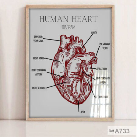 Vente Poster Anatomie du Coeur Humain, tableau décoratif pour cabinet médical, clinique ou salle d’attente au Maroc