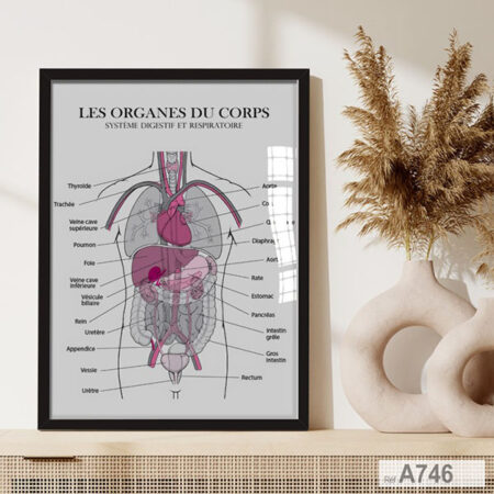 Tableau Médicale avec cadre : Anatomie du Système Digestif & Respiratoire, decor cabinet & bureau médecin au Maroc