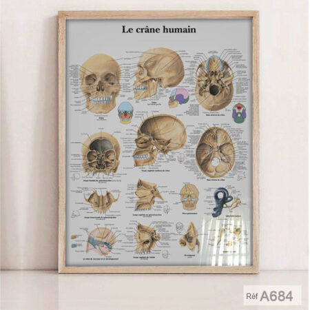 Tableau Affiche Médicale Éducative : L'Anatomie corps humain du Crâne & Squelette, décoration mural cabinet ostéopathie à Casablanca
