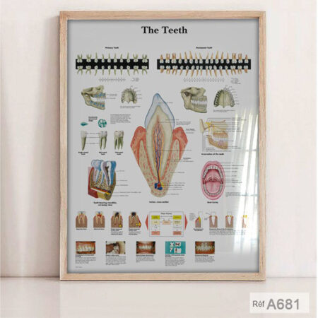 Posters Anatomie Dentaire, Tableau décoration cabinet Esthétique & Dentiste, Affiche éducatif لوحة تشريح طب الأسنان
