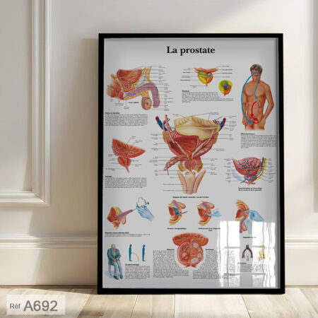 Anatomie d'appareil génital masculin pénis & prostate décor cabinet santé & salle d'atttente médecin urologue - vente tableaux muraux au Maroc