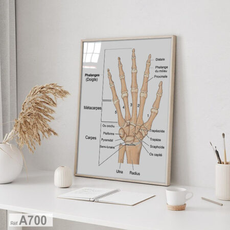 Organes corp humain, Tableau poster Les os de la main: Affiche Anatomie du carpe, métacarpe & phalanges décor murale médicale au Maroc