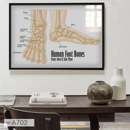 Affiche scientifique Anatomie du pied humain : Tableau décoratif cabinet santé & bureau médecin (talus, calcanéum, naviculaire, cuboïde, cunéiformes)