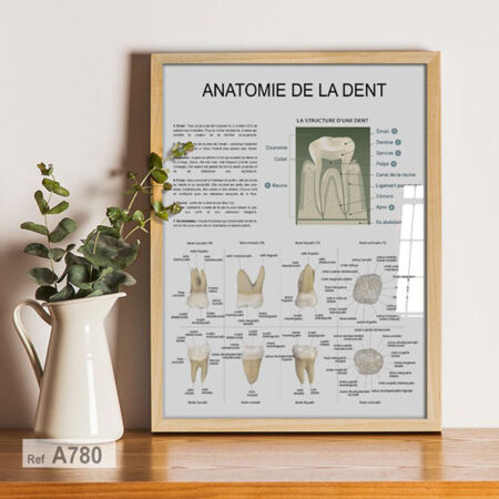 Tableau encadré au Maroc: Anatomie de la dent, Decoration Cabinet Dentaire - Affiche vintage classique de dentiste