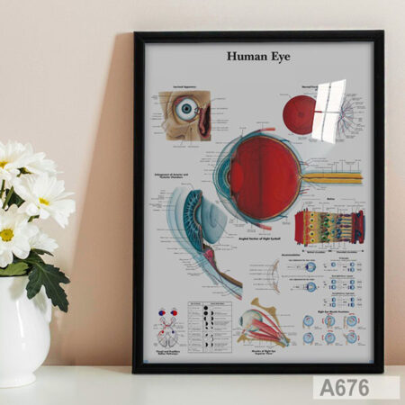 Affiche d'Anatomie de l'Œil Humain, Tableau décoration pour cabinet médical - Ophtalmologue à Casablanca