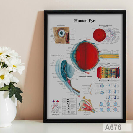 Affiche d'Anatomie de l'Œil Humain, Tableau décoration pour cabinet médical - Ophtalmologue à Casablanca