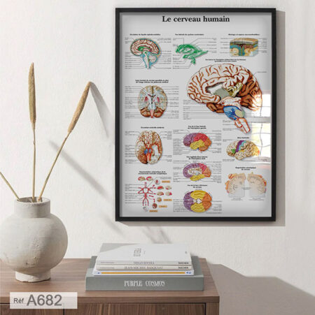 Poster Médical Éducatif: Tableau Anatomie Cerveau Humain, Décoration cabinet Médecin neurologue Livraison vers Marrakech, Rabat, Agadir et partout au Maroc