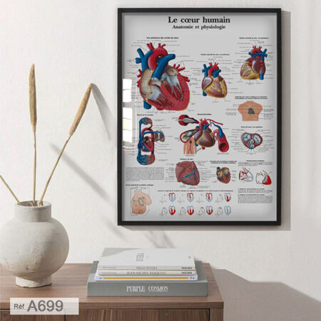 Vente Tableau mural : Anatomie du cœur pathologies cardiaques décor santé & médecin (artères et veines coronaires) لوحة رسم مكونات القلب