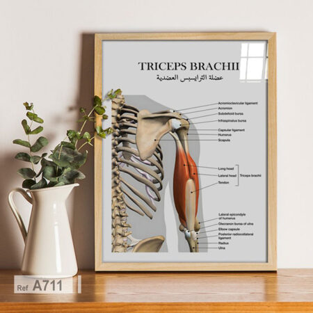Schéma Anatomie Organes & Muscles du Bras, Triceps Brachial et les structures osseuses: Tableau & affiche de cabinet médical au Maroc