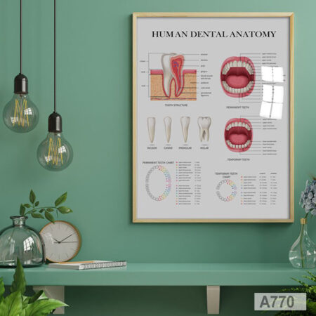 Vente Anatomie Dentaire Poster Maroc : décoration murale cabinet Clinique & Centre, Dents Molaires, canines