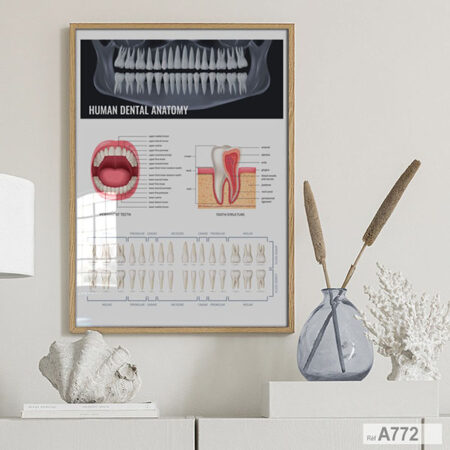 Tableau Affiches scientifiques au Maroc : Anatomie buccale les molaires, canines et incisives, Tableaux Décor cabinet dentiste -