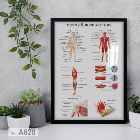 affiches pédagogiques et décoratives pour cabinets médicaux et kinésithérapeutes - Tableaux d’anatomie des muscles du corps humain, livraison au Maroc depuis Casablanca