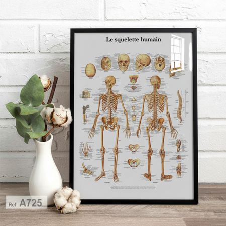 Tableau décoratif : corps squelette humain, anatomie schéma (os, crâne, colonne vertébrale, côtes, affiche cabinet médical - Poster Anatomique Professionnelle