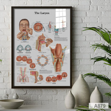 Tableau anatomique de la gorge et du larynx, illustrant les cartilages thyroïde et cricoïde ainsi que l’os hyoïde. Affiche professionnelle idéale pour un cabinet de médecin ORL au Maroc