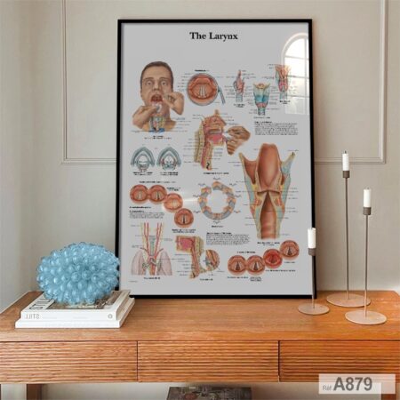 Anatomie Gorge Larynx cartilages thyroïde et cricoïde, os hyoïde, Tableau Cabinet Médecin ORL vendu au Maroc بوستر لحنجرة والحلق مع الغضاريف الدرقيّة والحنجريّة وعظم اللامي