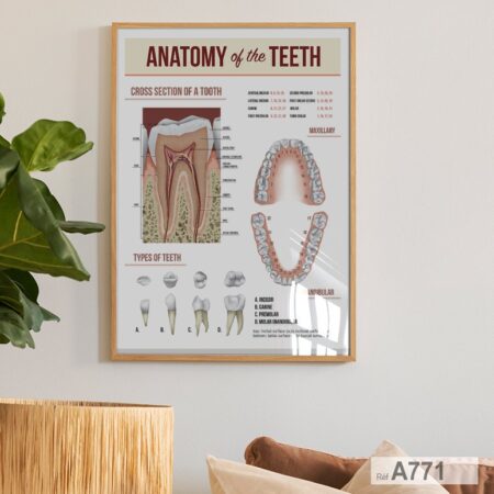 Tooth Anatomy Poster Morocco : décoration murale cabinet & clinique dentaire, Molaires, canines بوستر أسنان