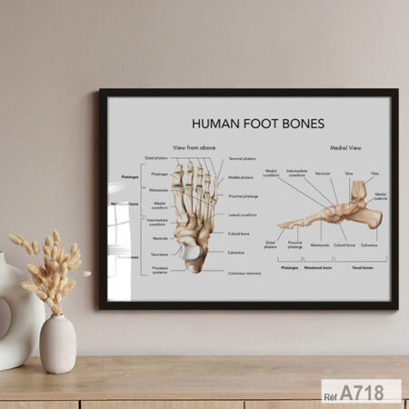 Tableau décoratif anatomie du pied humain, cabinet de santé, kinésithérapie ou de podologie, Expédition depuis Casablanca vers Rabat, Marrakech, Fès, Tanger .. toutes villes du Maroc.