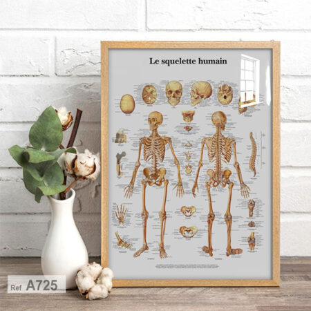 Poster Anatomie Humaine - Le Squelette, Affiche décorations Médicale Vintage, Tableau Cabinet Kinésithérapeute & salle d'attente Médecin Orthopédiste au Maroc de casablanca