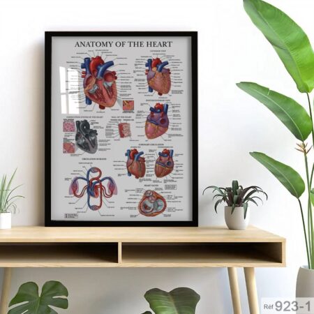 Affiche Anatomie du Cœur Humain – Poster médical éducatif détaillé, illustration scientifique du système cardiovasculaire pour cabinet, école ou décoration murale