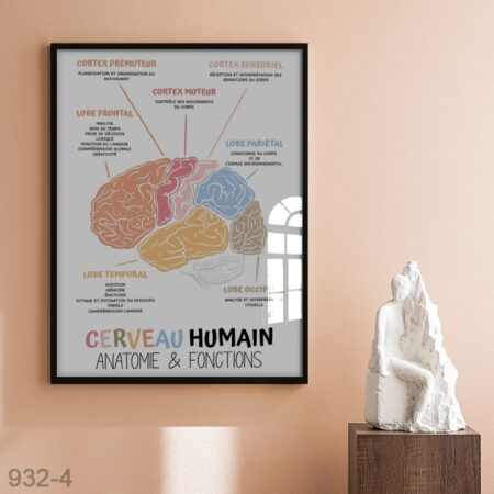 Affiche anatomie du cerveau humain – Tableau éducatif des lobes cérébraux et fonctions cognitives, illustration scientifique décorative pour cabinet, école ou bureau.