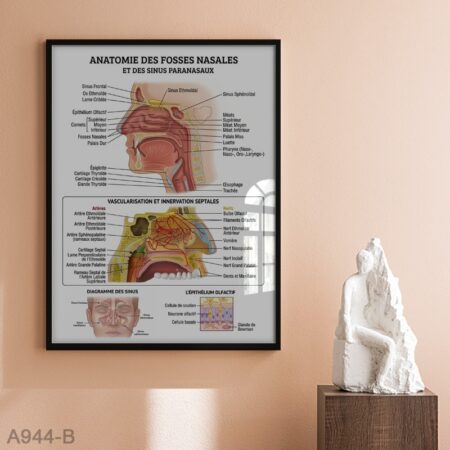 Affiche Anatomie des Fosses Nasales et Sinus Paranasaux – Poster Scientifique ORL, Illustration Médicale Éducative des Cavités Nasales pour Cabinet Médical