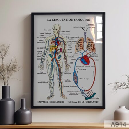 Affiche pédagogique vintage de la circulation sanguine – Schéma anatomique du système cardiovasculaire & cœur , poster médical éducatif pour cabinet, clinique, bureau ou salle de consultation