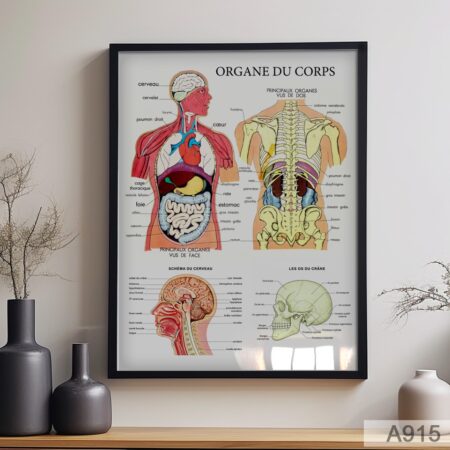 Tableau Coupe anatomique éducatif du corps humain – Poster médical vintage avec organes, cerveau et squelette, idéal pour cabinet, clinique ou décoration murale