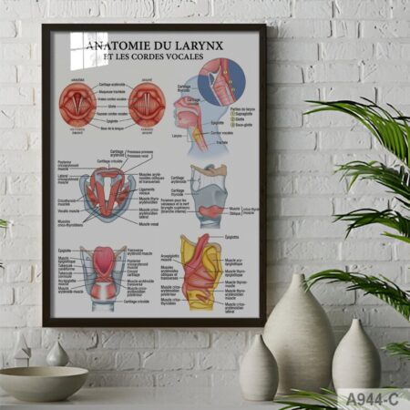Affiche Anatomie du Larynx et des Cordes Vocales – Poster Scientifique du Système Respiratoire, Illustration Médicale Éducative pour Cabinet Médical ou Étude