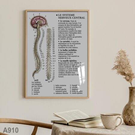 Affiche anatomique du système nerveux central – cerveau, moelle épinière et nerfs rachidiens | Poster médical éducatif pour cabinet, clinique ou bureau