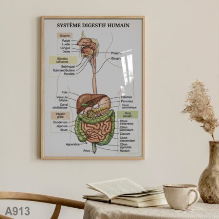 Affiche anatomique du système digestif humain – Tableau éducatif médical vintage pour cabinet, clinique, salle de consultation ou décoration murale professionnelle