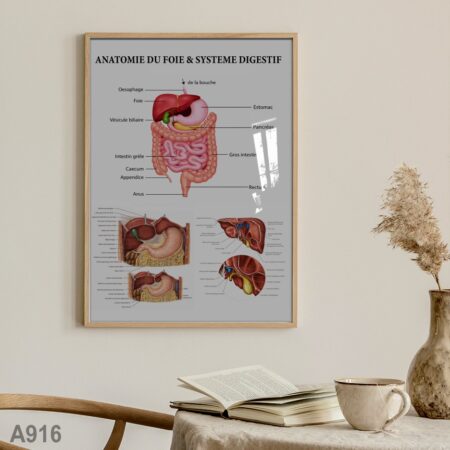 Poster Anatomie du Foie et Système Digestif – Illustration médicale détaillée du système digestif humain, Tableau idéal pour cabinet médical, clinique, salle de consultation ou décoration éducative