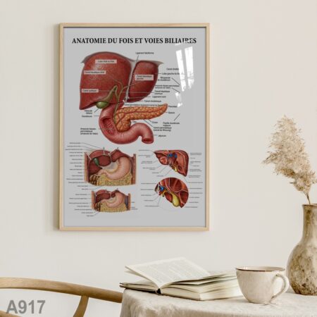 Affiche anatomique du foie et des voies biliaires – Tableau médical éducatif pour cabinet, clinique ou salle de consultation, illustration anatomique détaillée