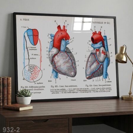 Affiche anatomique vintage du cœur humain – Illustration médicale rétro - schémas de circulation sanguine, poster scientifique décoratif cabinet ou bureau