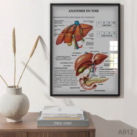 Poster anatomique du foie – Segmentation hépatique de Couinaud, illustration médicale détaillée pour cabinet, clinique ou décoration murale éducative