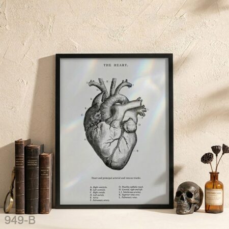 Tableau cœur anatomique vintage noir & blanc ancienne  – affiche illustration scientifique médicale, en anglais détaillée, cadre déco mural bureau & cabinet  Maroc