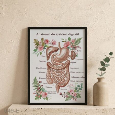 Tableau pédagogique : anatomie système digestif illustré – affiche éducative et décorative & fleurs, style médical vintage, cadre mural pour cabinet Gastrologie au Maroc